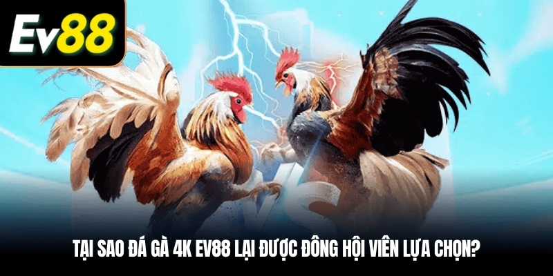 Tại sao Đá gà 4K EV88 lại được đông hội viên lựa chọn?