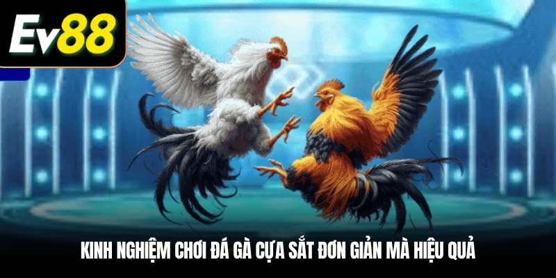 Kinh nghiệm chơi Đá gà cựa sắt đơn giản mà hiệu quả
