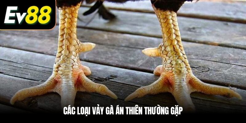 Các loại Vảy gà Án Thiên thường gặp