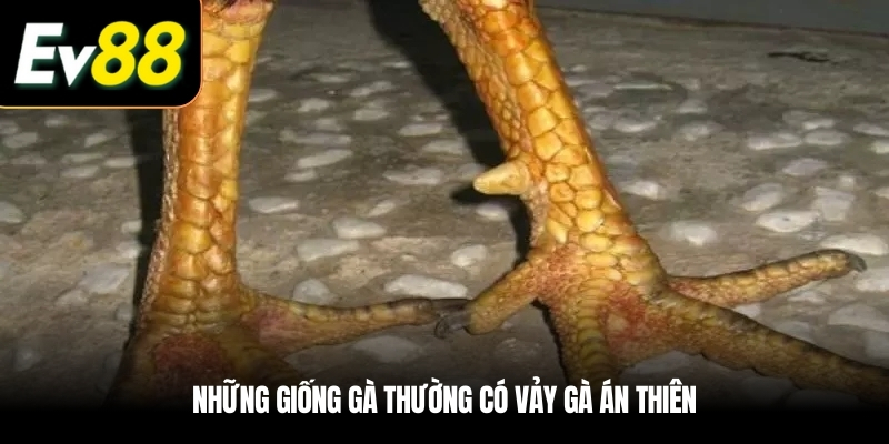 Những giống gà thường có Vảy gà Án Thiên