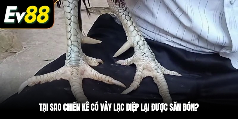 Tại sao chiến kê có Vảy Lạc Diệp lại được săn đón?